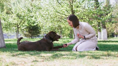 Struggling with training your dog? Here's three common mistakes you might be making (and how to fix them)