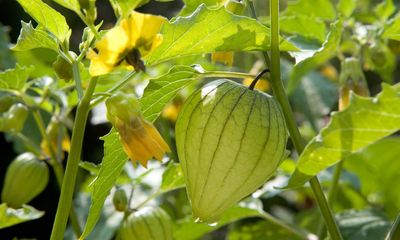 For a taste of Mexico this summer, sow tangy tomatillos this spring