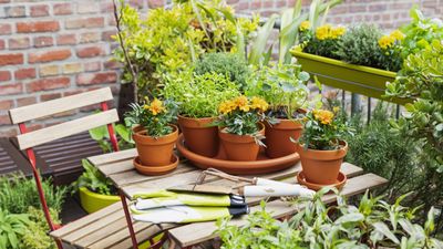 How to create a balcony herb garden – for a floral and fragrant outside space