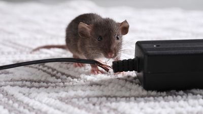 5 common mistakes to avoid when getting rid of mice