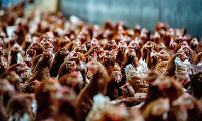 Bird flu detected among chickens in Texas and Michigan