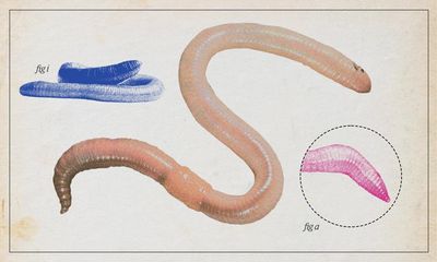 Earthworm – the soil-maker, without whom we’d struggle to feed ourselves