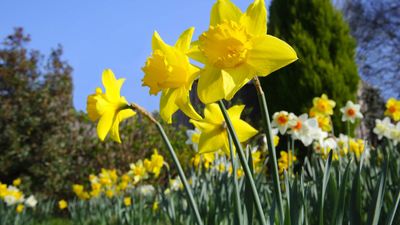 How and when to fertilize daffodils – expert tips for a vibrant spring display
