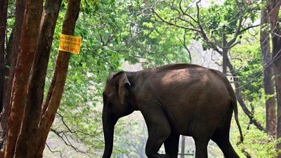 Injured elephant’s condition worsens