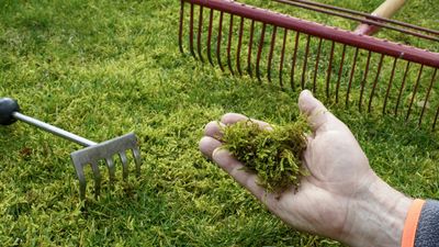 This is how to get rid of moss in your lawn – 6 expert-approved methods for pristine grass