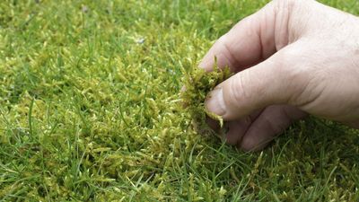 6 expert-approved ways to successfully get rid of moss in your lawn