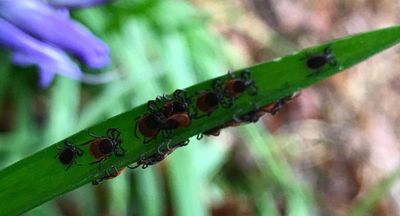 How to defend against ticks while mountain biking and what to do if you find a tick on your body