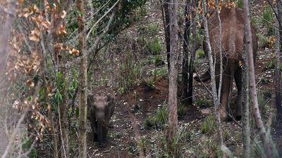 Alarm system to alert against wild jumbos to be installed in Chinnakkanal