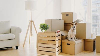 These 6 expert tips can take the stress out of moving house with pets