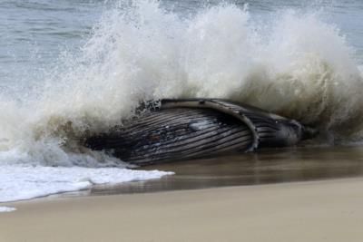 Juvenile Humpback Whale Found Dead With Blunt Force Injuries