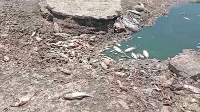 Large number of fish found dead in irrigation tank near Tirupattur