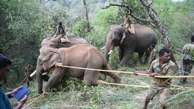 The blurry lines between wildlife ‘capture’ and ‘rescue’