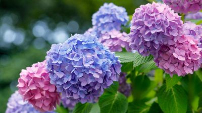 How to care for hydrangeas — 7 tips from gardeners for fabulous, flowering shrubs