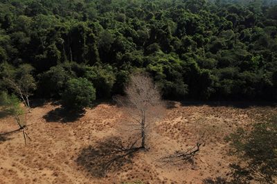 NGO Accuses H&M, Zara of Being Linked to Large-Scale Illegal Deforestation in Brazil