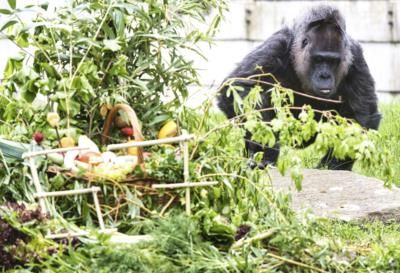 Berlin Zoo Celebrates Oldest Gorilla's 67Th Birthday
