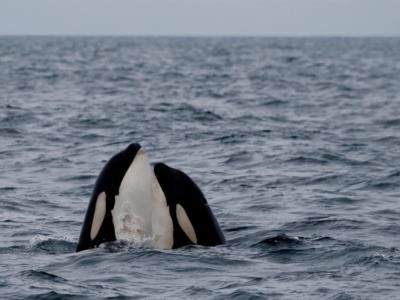 Orphaned Killer Whale Rescue Operation In British Columbia