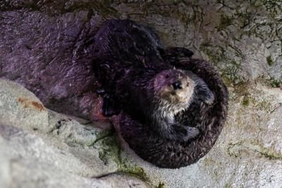 California Aquarium Cares For Stranded Sea Otter Pups