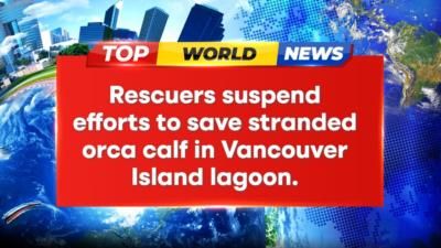 Rescue Efforts Paused For Stranded Orca Calf In Canada