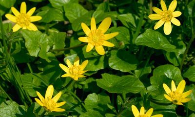 Country diary: Standing up for the lesser celandine, a truly sensitive flower