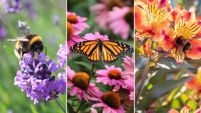 8 plants for pollinators – to welcome butterflies and bees into your garden