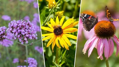 8 essential plants for pollinators to welcome butterflies and bees into your garden in abundance