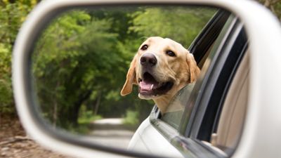 If your dog is car-reactive, you might want to try this trainer’s advice