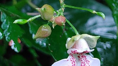 A serendipitous discovery that led to identification of a new species of garden balsam in Kerala