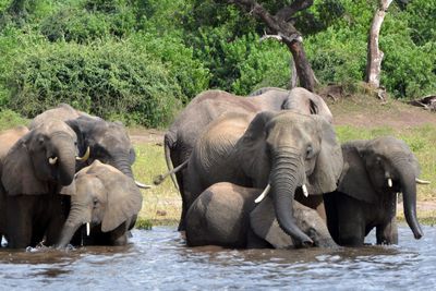 Elephant in the room: Why Botswana, Namibia want fewer of the gentle giants