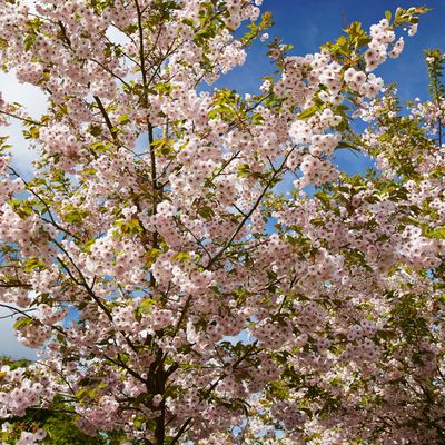 What cherry blossom tree is the best for a small garden? 5 of the smallest varieties to fit into tiny outdoor spaces