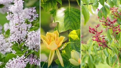 Trees that attract hummingbirds – 8 blossoming beauties for wildlife-friendly yards
