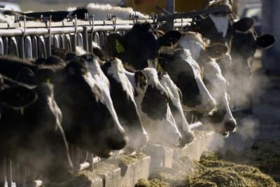 Bird Flu Outbreak In U.S. Dairy Cows Explained