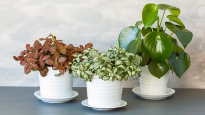 8 Small Indoor Plants that Won't Overwhelm Tiny Spaces — "You Can Add Greenery Anywhere!"