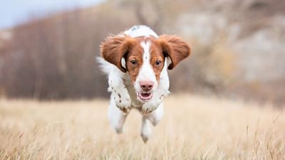 Transform your dog’s recall by focusing on this trainer's one surprising concept (trust us, it's a game-changer!)