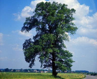 The disease-busting hybrids that could bring back the majestic English elm