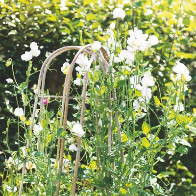 When to sow sweet peas outdoors — and how to create the perfect growing spot to ensure they thrive