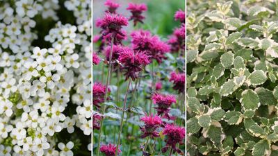 Plants to make your balcony smell nice – 8 fragrant options perfect for pots