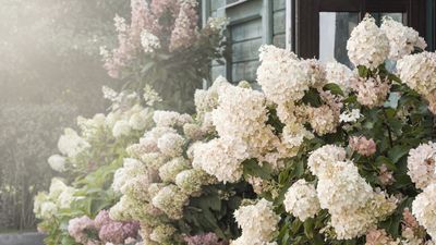 Landscaping with hydrangeas – 12 ways to design with these beautiful blooms