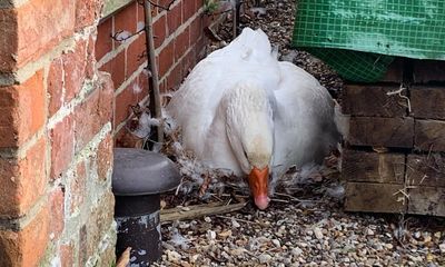 Country diary: All of life is in these farmyard geese