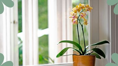 How often should I water my orchid? Plant experts share advice for the perfect watering routine