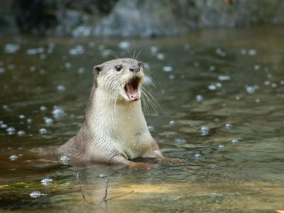 700 species of wildlife discovered inside Cambodian mangroves!