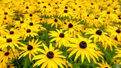 When to plant black-eyed Susan seeds – expert flower growers reveal their methods for success