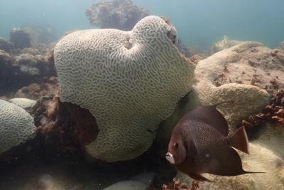 Global Coral Reefs Facing Fourth Bleaching Event Due To Warming Oceans