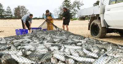 Fisherman nets a legal catch-22 after refusing to leave dead fish on beach