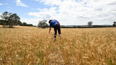 Farmers must innovate or risk profits says CSIRO