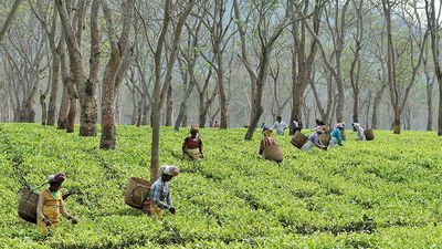 Plight of tea garden workers becomes poll issues in Dibrugarh again