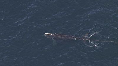 NZ treaty may allow people to sue on ‘behalf of whales’
