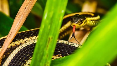 Best snake-repellent plants – 15 plants to stop these unwanted visitors coming to your yard