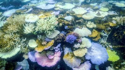 Great Barrier Reef suffering ‘one of the most severe’ coral bleaching events on record