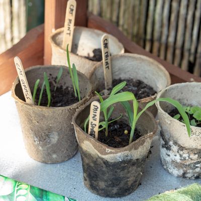 7 household items you can use as seedling pots – plant up seeds and cuttings for free