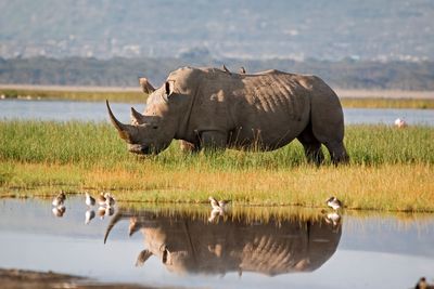 Rare white rhino saved from extinction